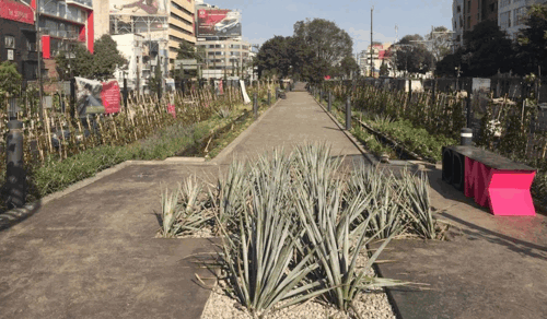 Viaduct linear park promoting biodiversity with rain gardens, vegetation, a museum of aquatic plants